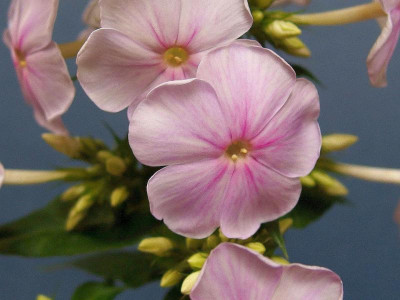 Sä. 1_aus Superphlox_PA262361.JPG