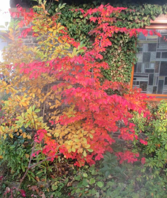 Parrotia-persica-261016.jpg
