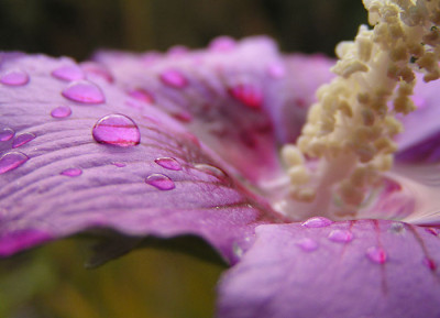 hibiscus_ende_oktober.jpg
