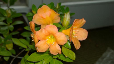 WP_20161027_003 Rhododendron acrophilum Argent 2768.jpg