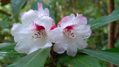 WP_20161023_003 Rhododendron rex ssp.fictolacteum var. miniforme F.25512.jpg