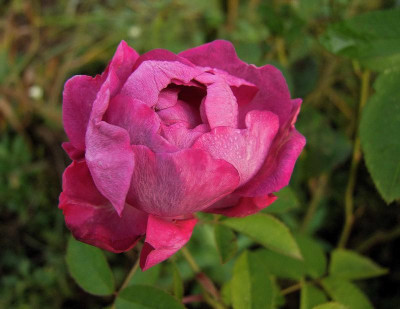 Reine des Violettes oben.jpg