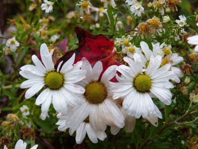 2016-10-27 Arctanthemum arcticum 'Stella'.jpg