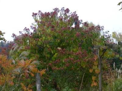 2016-10-27 Heptacodium miconioides.jpg