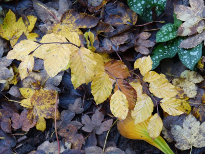 2016-10-26 Fagus sylvatica 'Franken'.jpg
