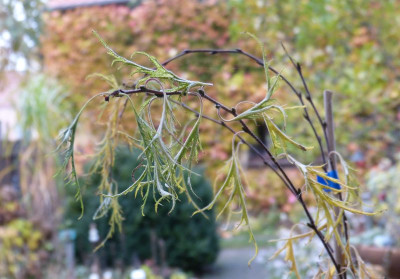 2016-10-27 Betula pendula 'Karaca' 2.jpg