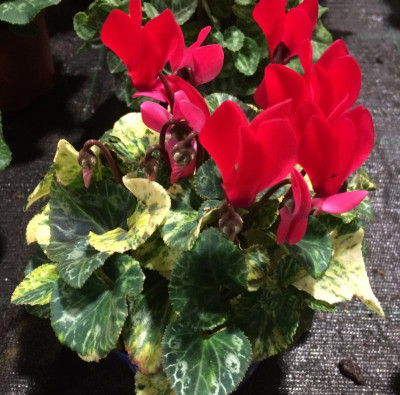 Cyclamen persicum panaschiert 10-2016.jpg