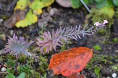 Linaria_purpurea.16-2.jpg