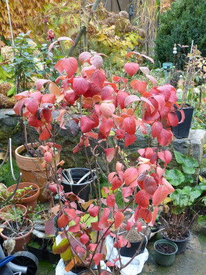 2016-10-28 Viburnum carlesii 'Aurora'.jpg