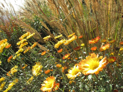Chrysanthemum Dernier Soleil 20161016_01.jpg