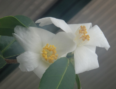 DSC04095.jpg