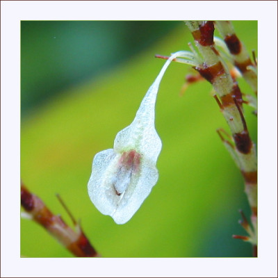 WILD_SO_2910_RIII.jpg