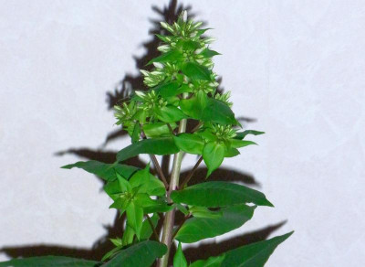 Sä. 2_aus Superphlox_RIMG1053.JPG