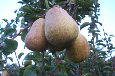 000_1401_Williams_zweite_Generation.jpg