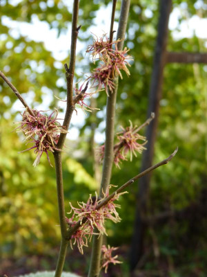 2016-10-29 Hamamelis 'Mohonk Red'.jpg