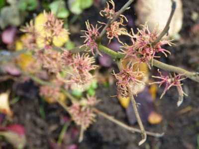 2016-10-29 Hamamelis 'Mohonk Red' 2.jpg