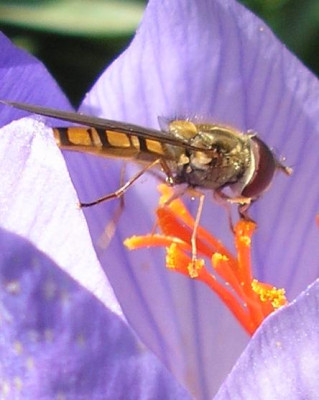 schwebfliegean_hkrokuss_sebt06.jpg
