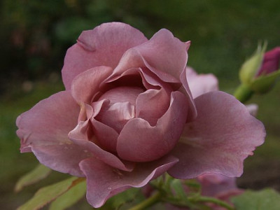Lavender-Pinocchio-10-06.jpg