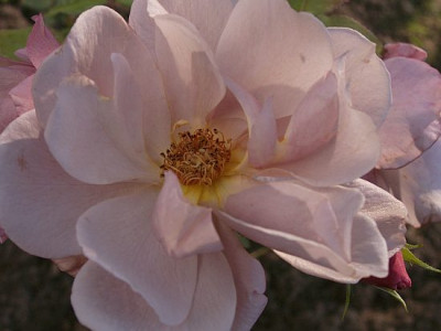 Lavender-Pinocchio-III-10-06.jpg