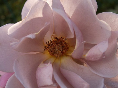 Lavender-Pinocchio-II-10-06.jpg