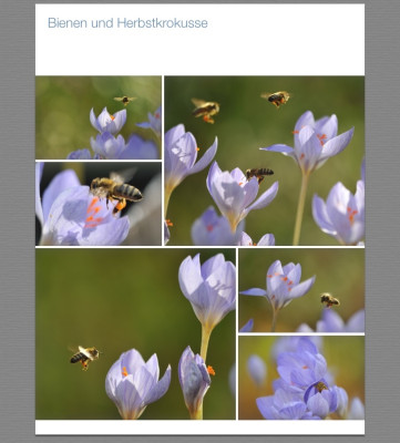 Fotos von bienen.jpg
