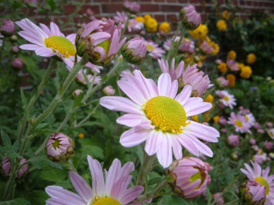 rosa_schonheit.jpg