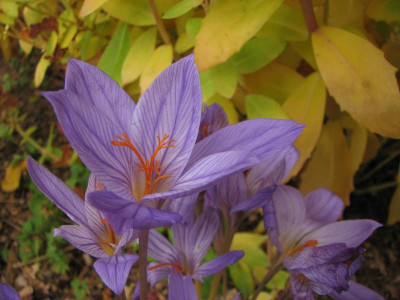 crocus serotinus ssp.salzmannii-2011-11.05 017 (3).jpg