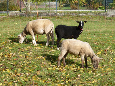 2016-10-29 Schafe.jpg