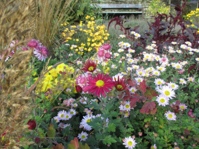 Chrysanthemum 20161029_03.jpg
