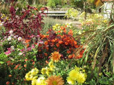 Chrysanthemum 20161029_06.jpg
