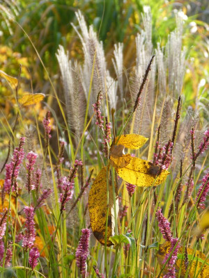 2016-10-29 Gartenimpressionen 4.jpg