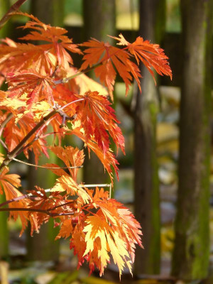 2016-10-29 Gartenimpressionen 5.jpg