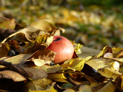 2016-10-29 Gartenimpressionen 6.jpg