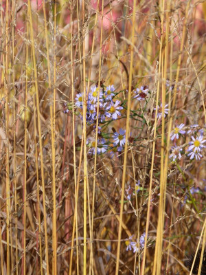 2016-10-29 Gartenimpressionen 7.jpg