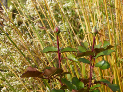 2016-10-29 Gartenimpressionen 8.jpg