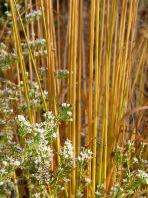 2016-10-29 Gartenimpressionen 10.jpg