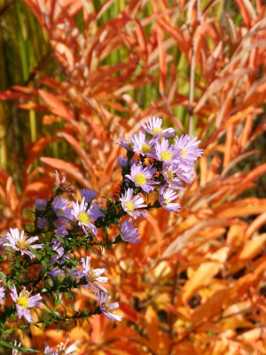 2016-10-29 Gartenimpressionen 12.jpg
