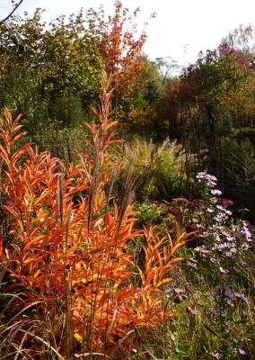 2016-10-29 Gartenimpressionen 14.jpg