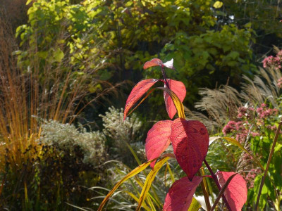 2016-10-29 Gartenimpressionen 15.jpg