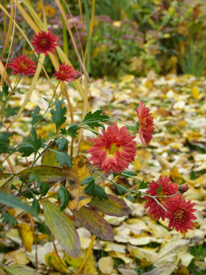 2016-10-29 Chrsyanthemum 'Rumpelstilzchen'.jpg