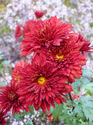 2016-10-29 Chrsyanthemum 'Brennpunkt'.jpg