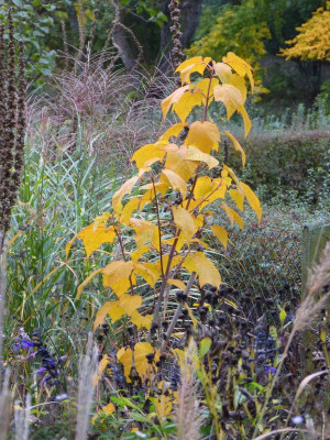 2016-10-29 Acer tegmentosum 'White Tigress'.jpg