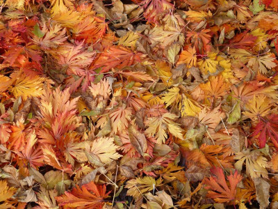 2016-10-29 Acer japonicum 'Aconitifolium'.jpg