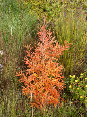 2016-10-29 Lindera angustifolia.jpg