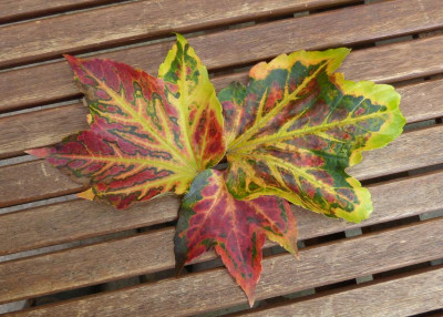 2016-10-29 Parthenocissus 1.jpg
