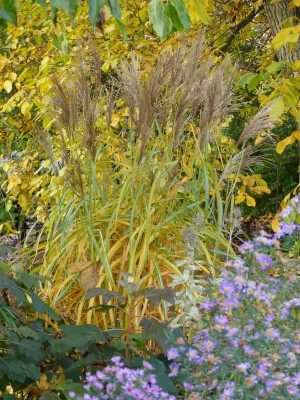 2016-10-29 Miscanthus 'Malepartus'.jpg
