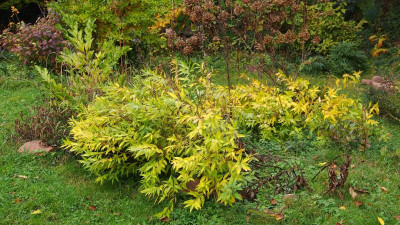 Amsonia tabernaemontana subsp. salicifolia PA280022.JPG