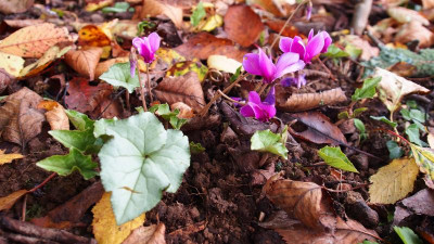 Cyclamen hederifolium PA280020.JPG