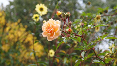 Rosa Ghislaine de Feligonde Helianthus Sheila's Sunshine PA280003.JPG