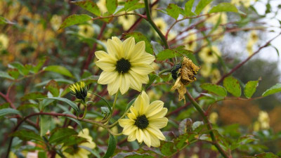 Helianthus Sheila's Sunshine PA280004.JPG